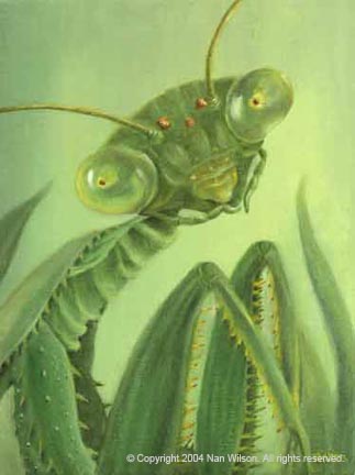 02Mantis