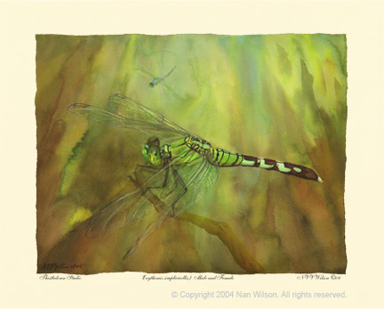 18 Eastern Pondhawk Erythenis simplicicollis  