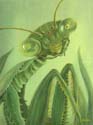 02Mantis