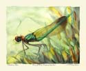 11Riverjewelwing