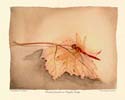 13DragonOnMaple