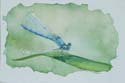 15Damselfly