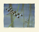 12 spotted dragonfly