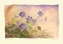 11Hepatica