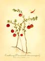 23Cranberry