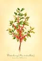 24Winterberry