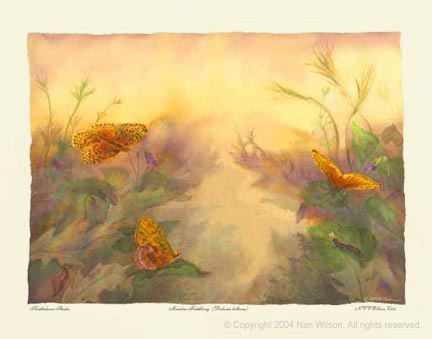 Meadow Fritillary Butterfly : Beloria bellona 