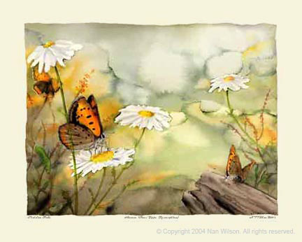 American Copper Butterfly : Lycaena phlaeas 