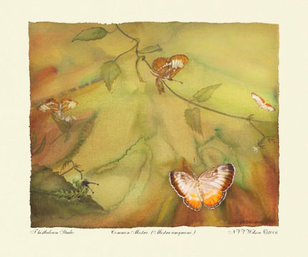 Questionmark Butterfly Lifecycle : Polygonia