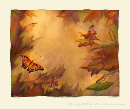 QUESTIONMARK BUTTERFLY