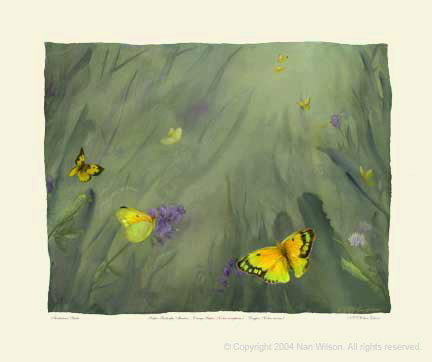 Orange Sulfur Butterfly Lifecycle : Colias eurytheme
