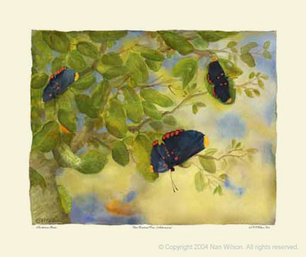 Red-bordered Pixie Butterfly Lifecycle : Melanis pixe