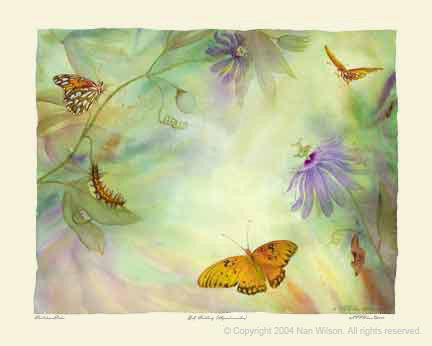 White Admiral Butterfly Lifecycle : Limenitis arthemis