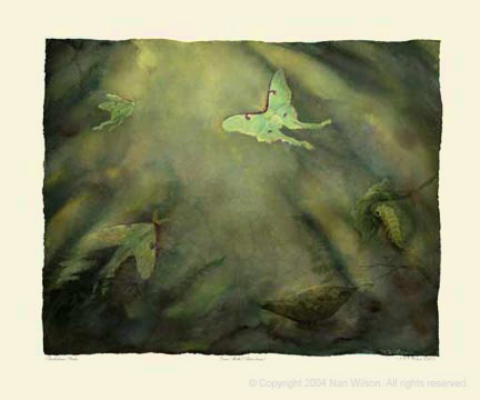 Luna Moth Lifecycle : Actias luna