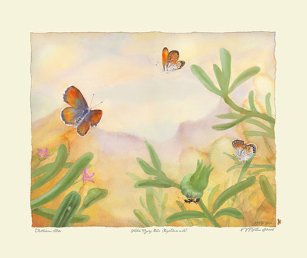 Luna Moth Lifecycle : Actias luna