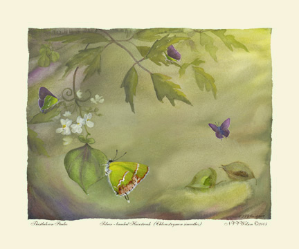 Luna Moth Lifecycle : Actias luna