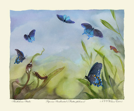 Luna Moth Lifecycle : Actias luna