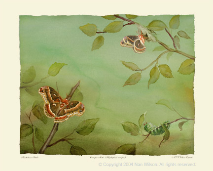 Luna Moth Lifecycle : Actias luna