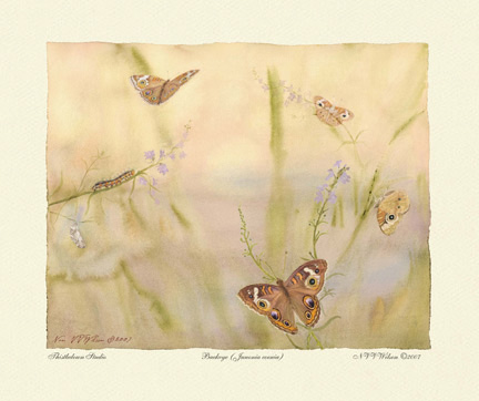 Luna Moth Lifecycle : Actias luna