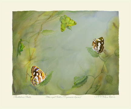 BLUE-EYED SAILOR Dynamine dyonis