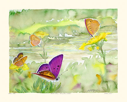 QUESTIONMARK BUTTERFLY