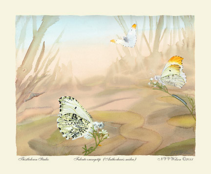 BLUE-EYED SAILOR Dynamine dyonis