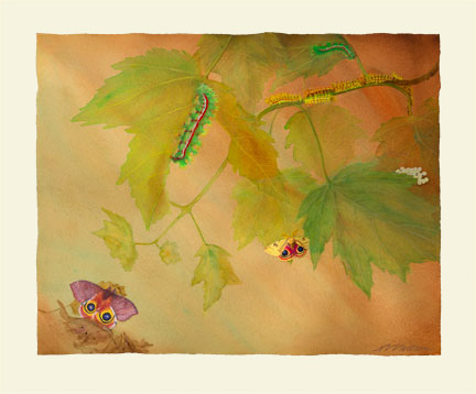 BLUE-EYED SAILOR Dynamine dyonis