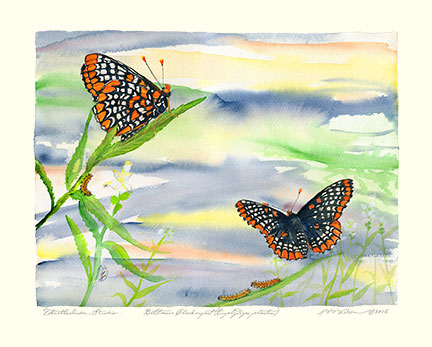 BALTIMORE CHECKERSPOT