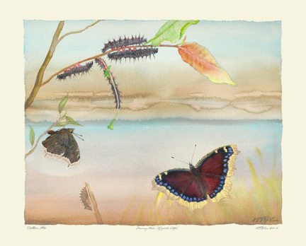 MOURNING CLOAK Nymphalis antiopa