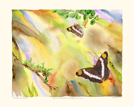 QUESTIONMARK BUTTERFLY