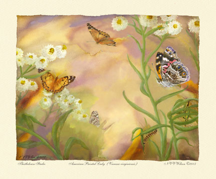 American Painted Lady : Vanessa virginiensis