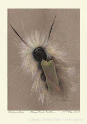 01TussockCaterpillar