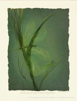 09Lacewing
