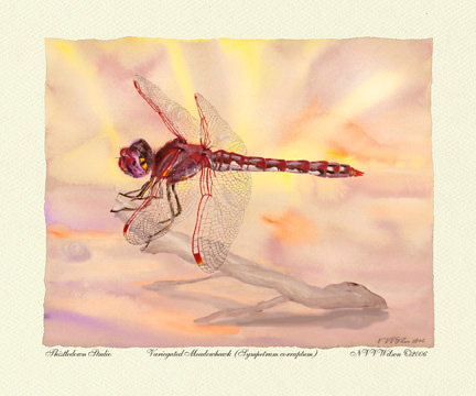 15Damselfly