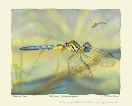 Blue Dasher Pachydiplax longpennis   