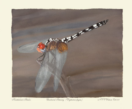 Checkered Setwing Male Dythemis fugax    Dythemis fugax   