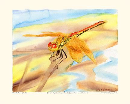 Band-winged Meadowhawk: Sympetrum semicinctum