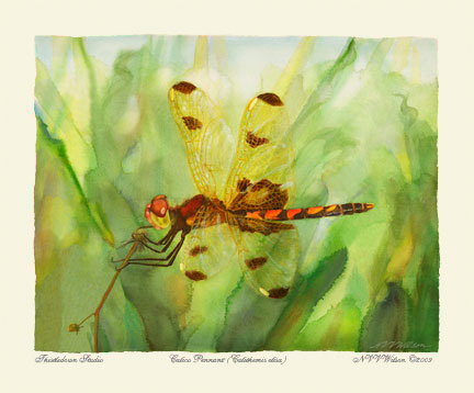 Roseate Skimmer