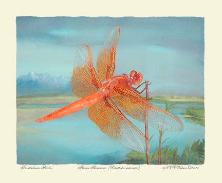 Roseate Skimmer