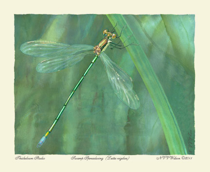 Roseate Skimmer