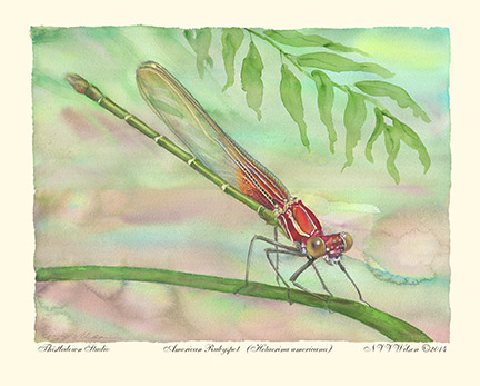 American Rubyspot Hetaerina americanas