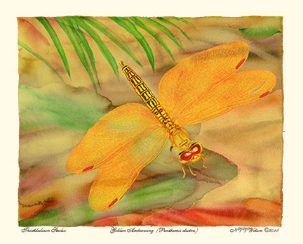 Golden Amberwing | Perithemis electra