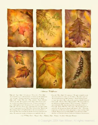 08AutumnWildflowersjpg