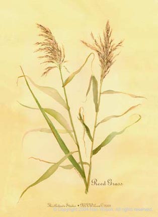 22ReedGrass