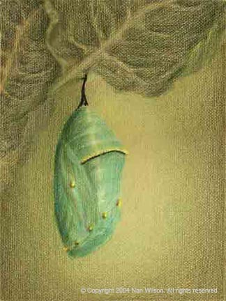 Monarch Butterfly Chrysallus : Danaus plexippus