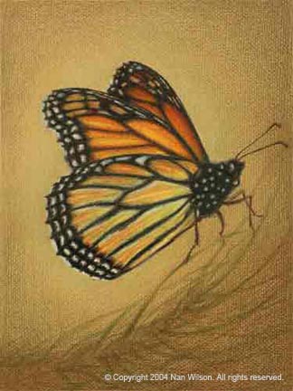 Adult Monarch Butterfly : Danaus plexippus 