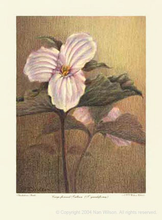 01WhiteTrillium