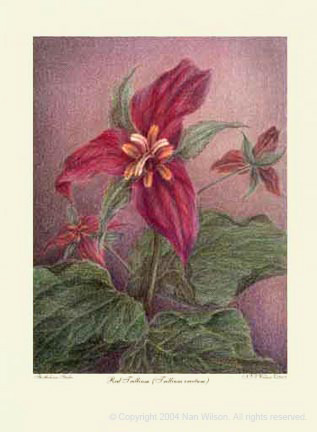 02RedTrillium