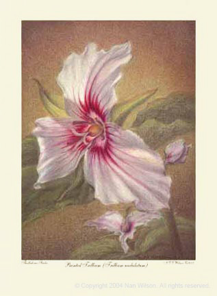 03PaintedTrillium