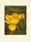 Adirondack Wildflower paintings by Nan Wilson
